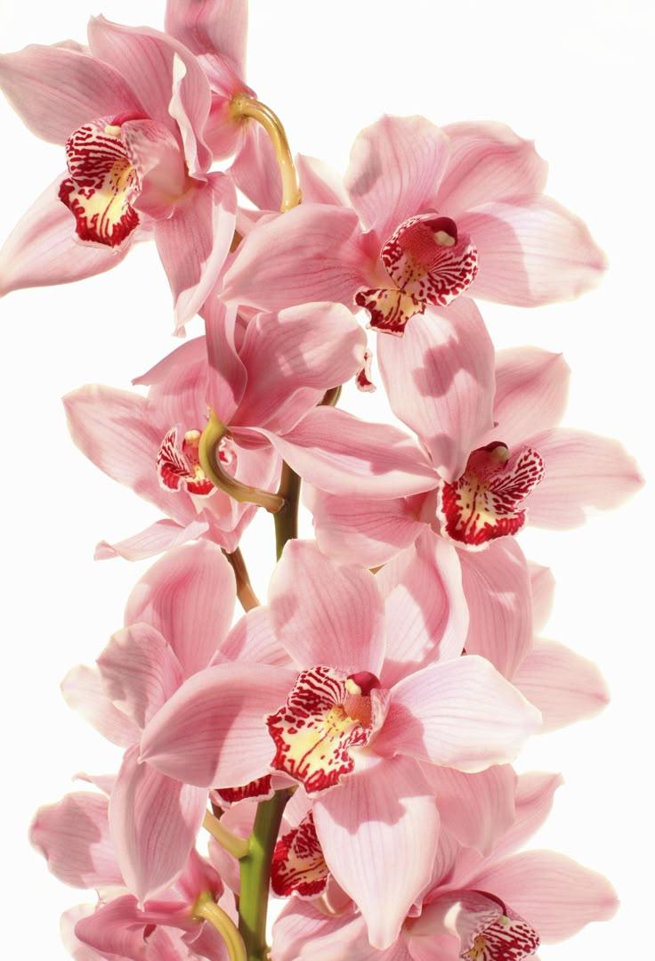 Enchanted Garden Symphony Arrangement
